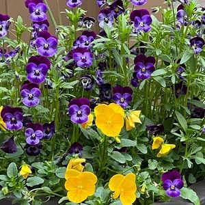 Meet your Posher, Jess